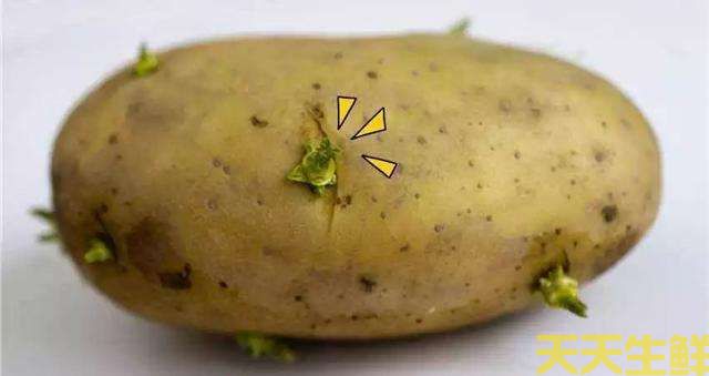 土豆發(fā)芽了還能吃嗎？(圖2)