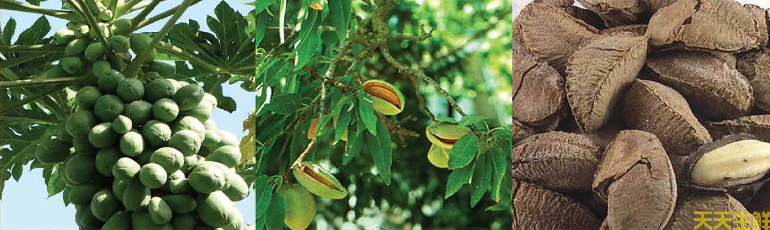 鮑魚果，鮑魚果全攻略(圖2)