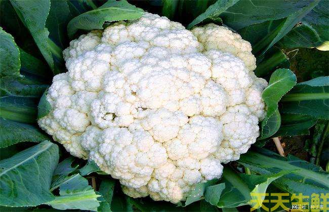 節(jié)日送花選擇蔬菜花，經(jīng)濟實惠的浪漫(圖3)