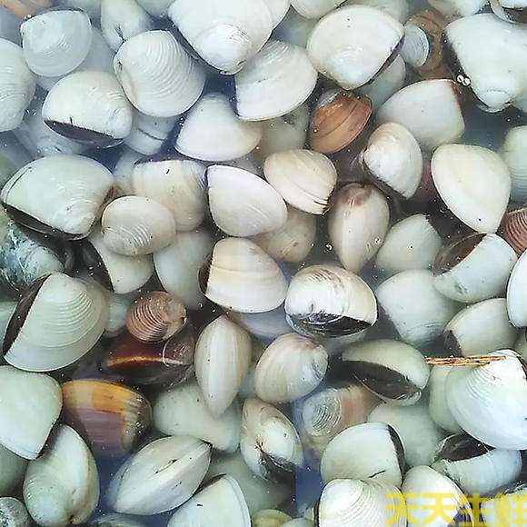 廣州送菜公司分享：常見的海鮮貝類有哪些？(圖3)