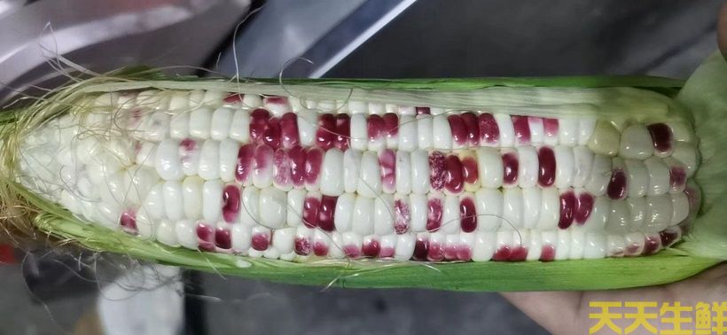 廣州農(nóng)產(chǎn)品配送告訴你，常見玉米的品種有哪些？(圖4)