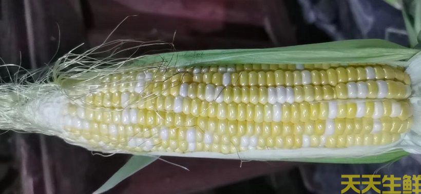 廣州農(nóng)產(chǎn)品配送告訴你，常見玉米的品種有哪些？(圖5)