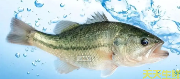 廣州蔬菜配送公司分享：河鱸魚和海鱸魚的區(qū)別？(圖2)