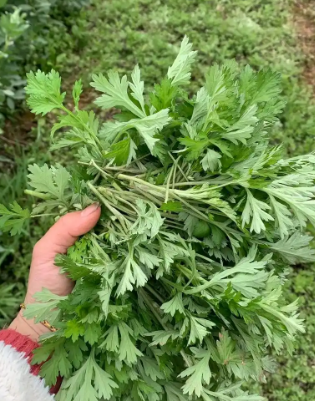 清明時(shí)節(jié)話艾果(圖3)